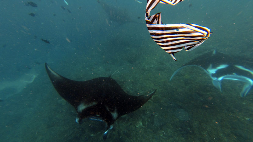 two manta rays and a trash bag floating in front of them